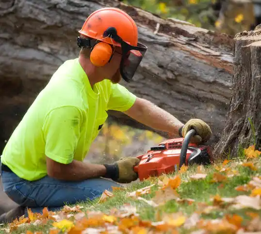 tree services Covedale